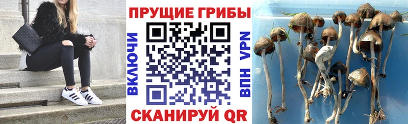 где купить наркотик  Шиханы  ОМГ ОМГ маркетплейс  Галлюциногенные грибы Cubensis 